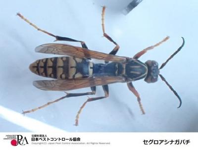 アシナガバチの画像