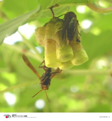 アシナガバチの巣の画像