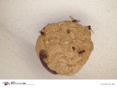スズメバチの巣の画像